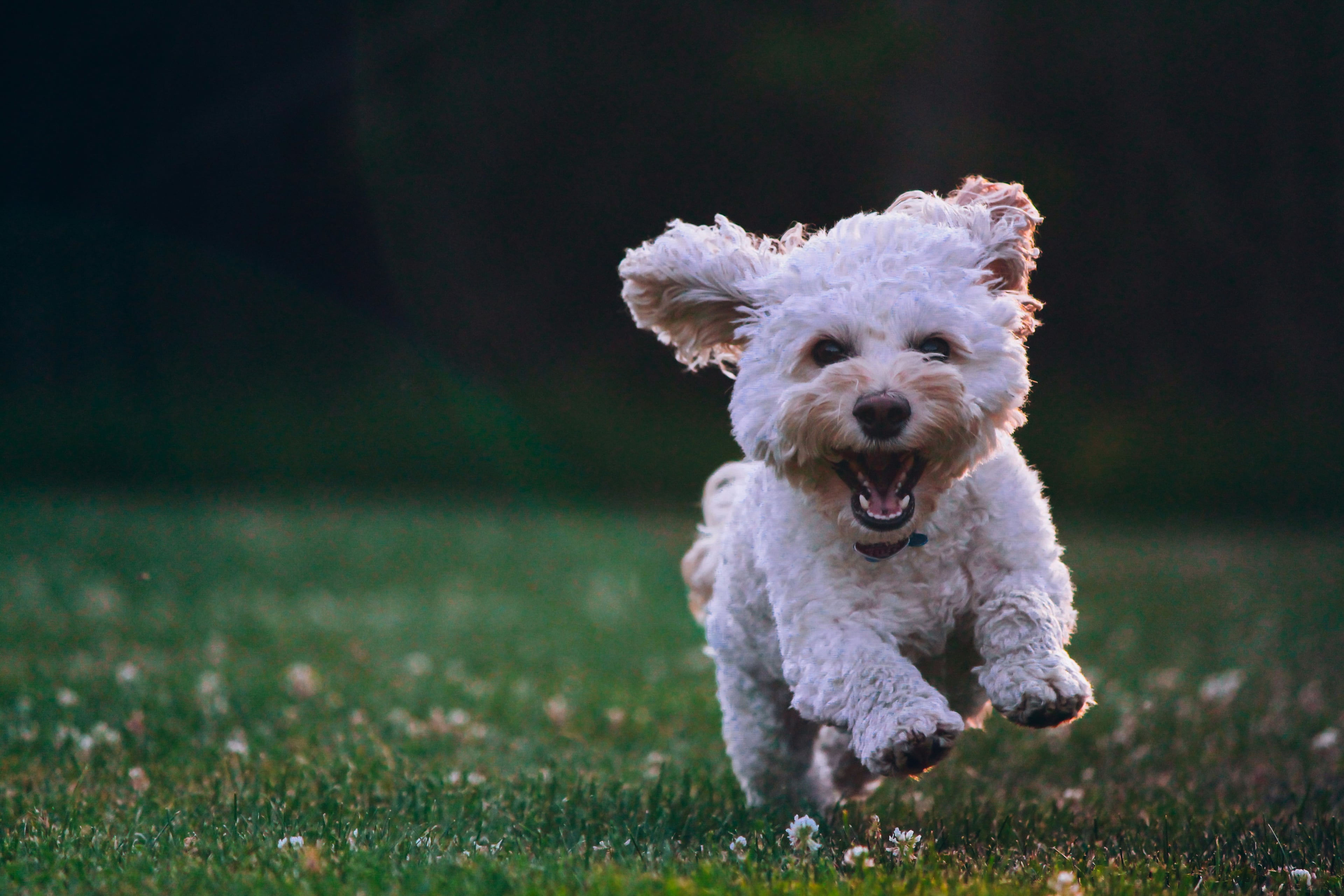 Happy dog representing our veterinary care success